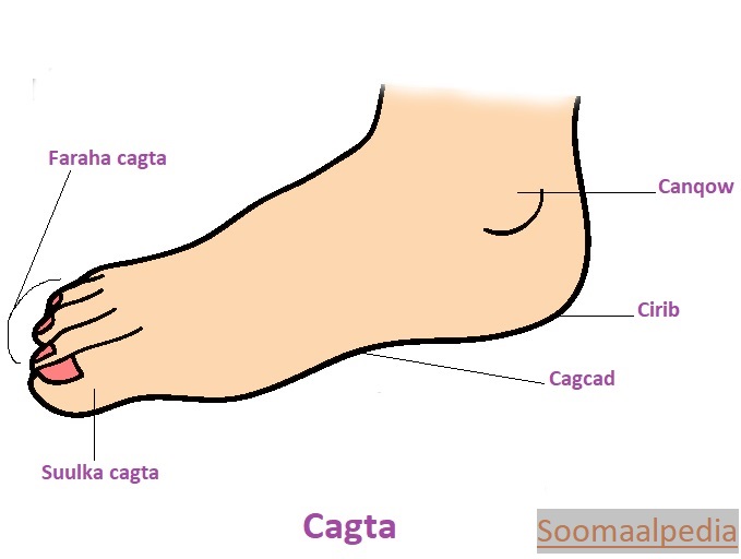 foot-clipart-body-parts-feet-clipart-free-clip-art-images